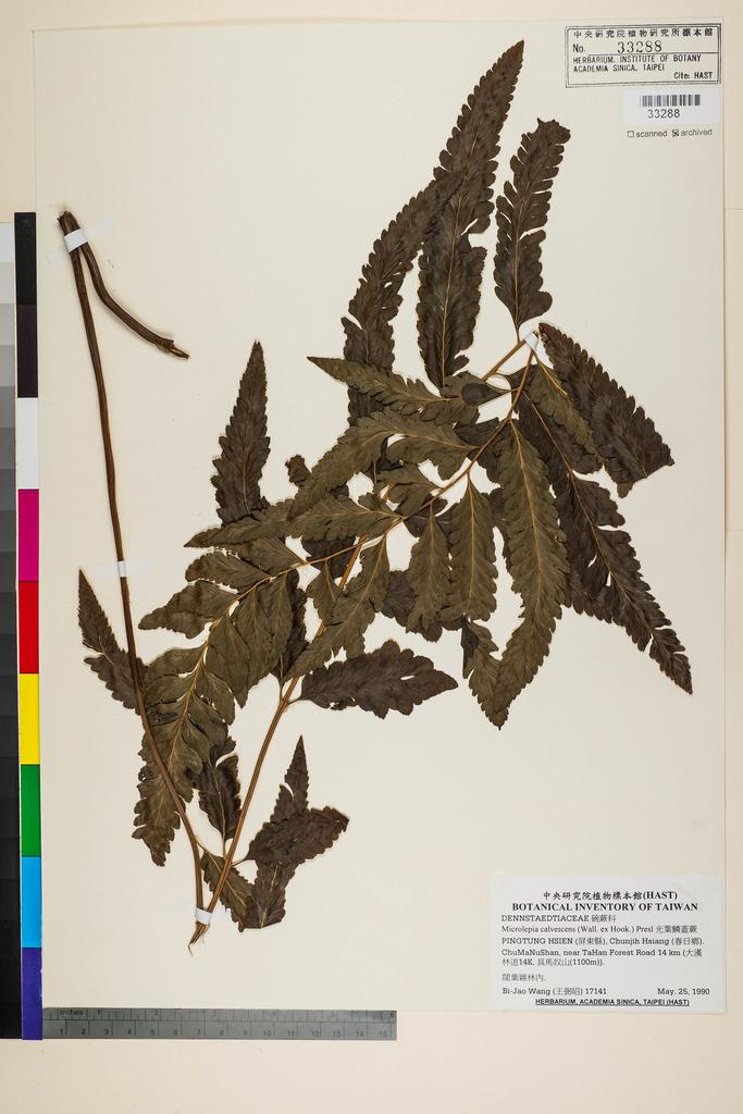 <Unit #89287 Wang, Bi-Jao | 王弼昭 | 17141:: | Microlepia calvescens (Wall. ex Hook.) Presl>