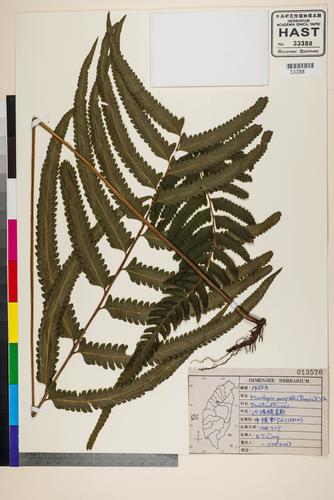 Microlepia marginata (Panzer) C. Chr.