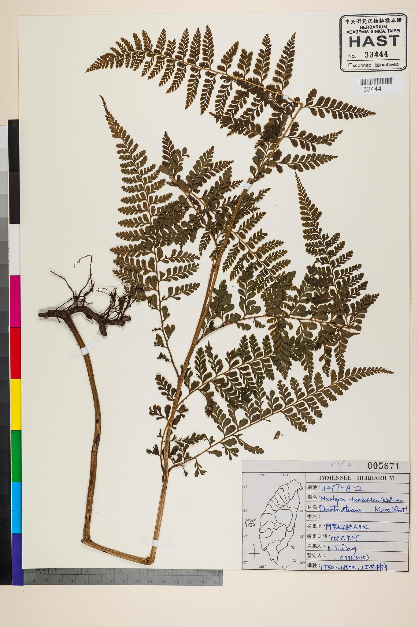 Sample image for viewer