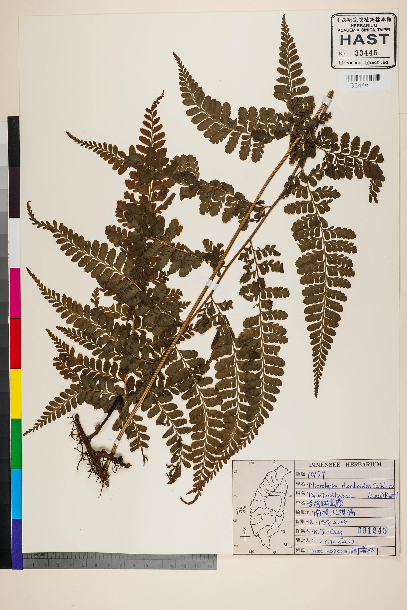 Sample image for viewer