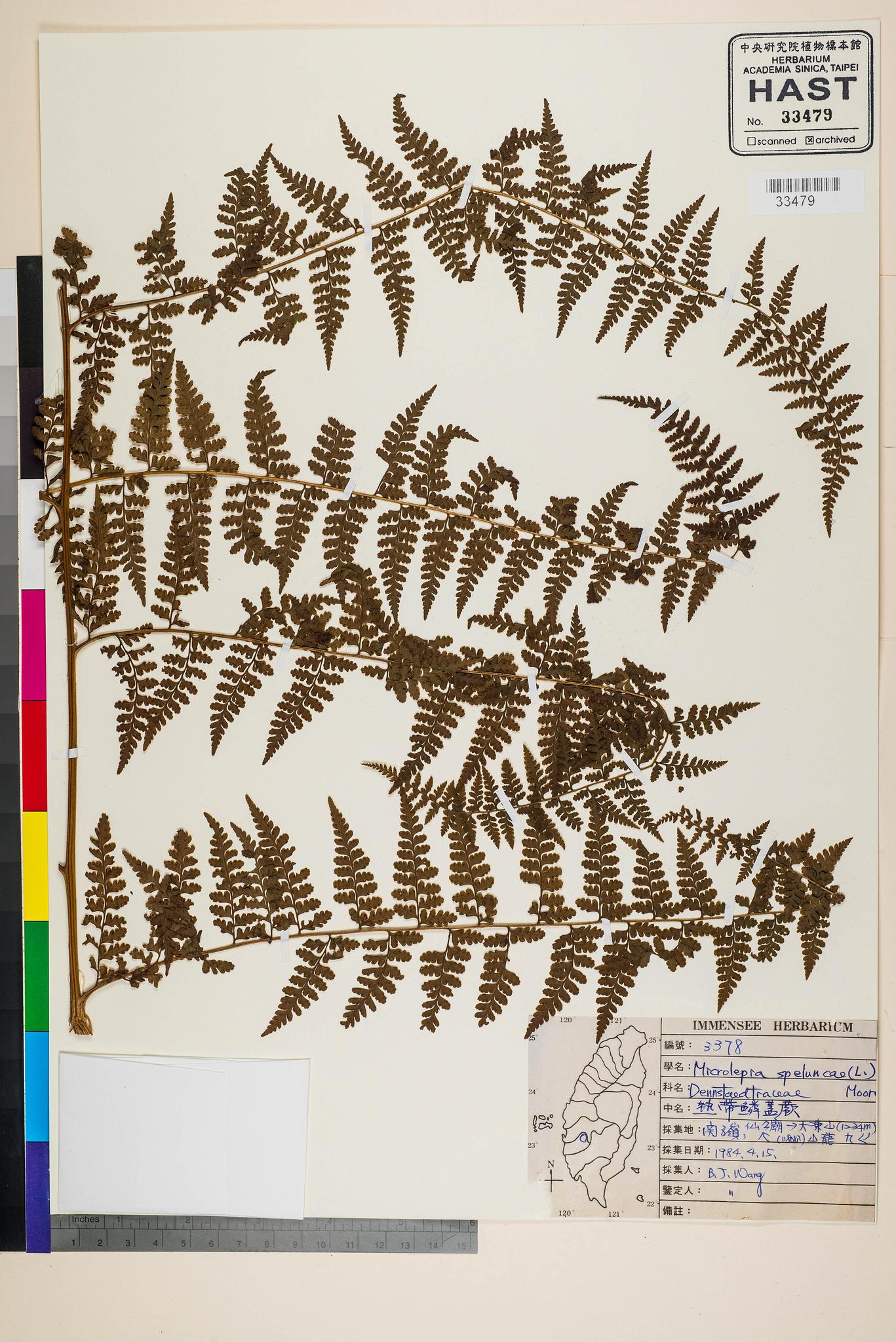 Sample image for viewer