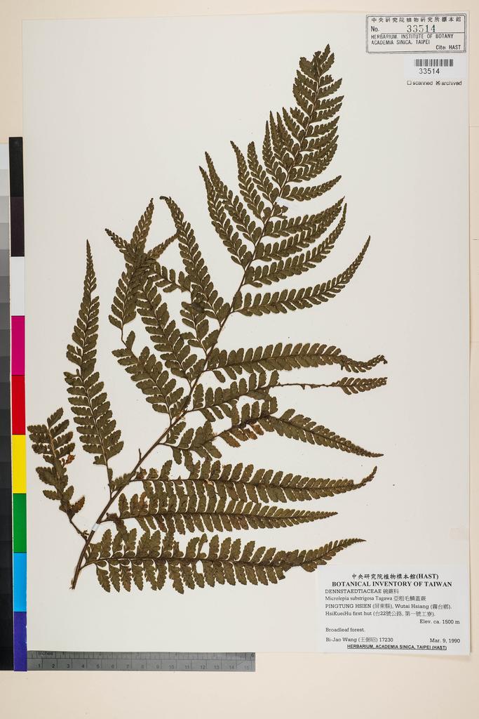 <Unit #105028 Wang, Bi-Jao | 王弼昭 | 17230:: | Microlepia substrigosa Tagawa>