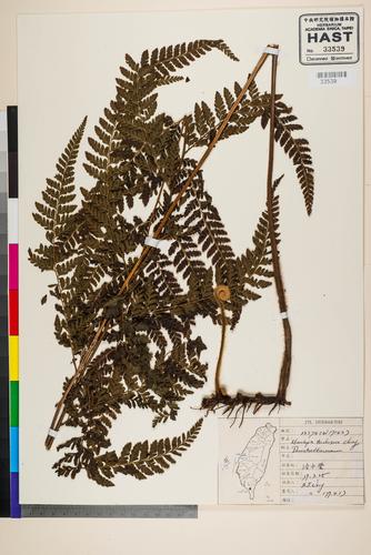 Microlepia trichosora Ching