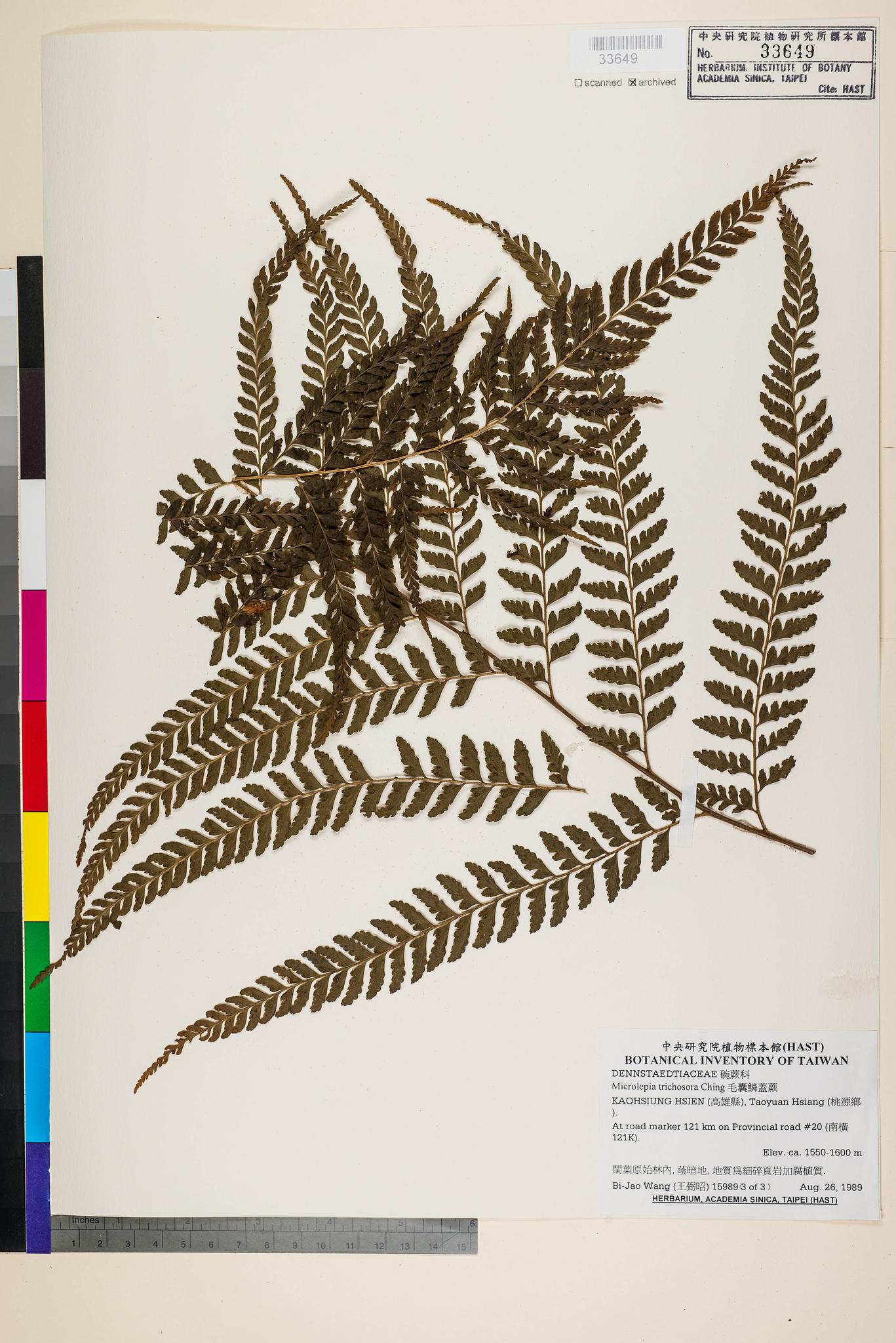 Sample image for viewer