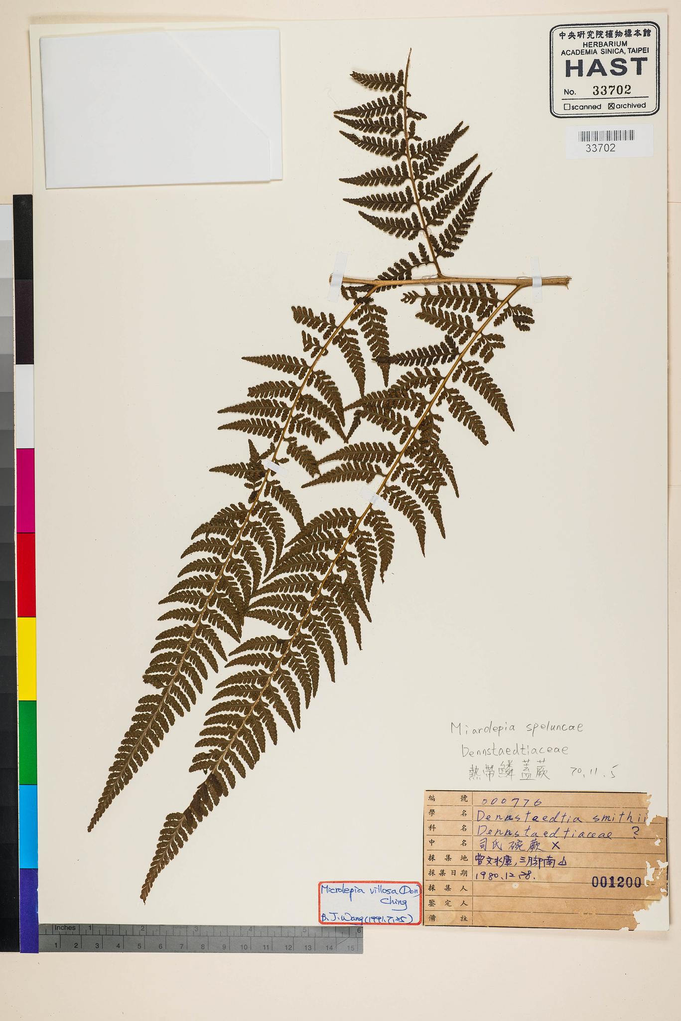 Sample image for viewer