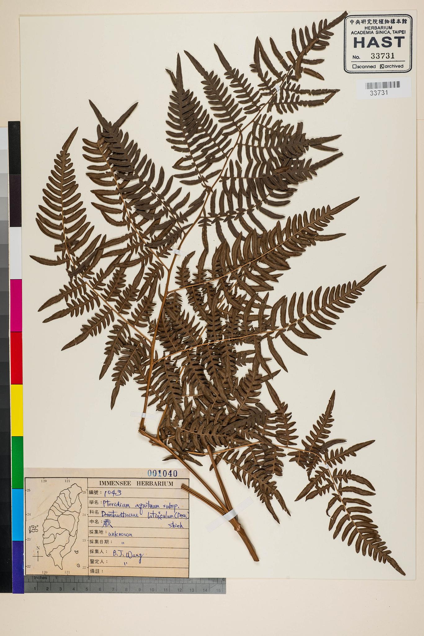 Sample image for viewer