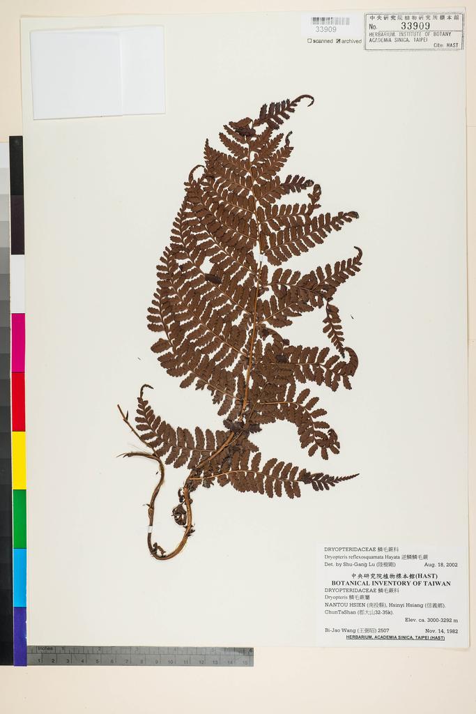 <Unit #91722 Wang, Bi-Jao | 王弼昭 | 2507:: | Dryopteris reflexosquamata Hayata>