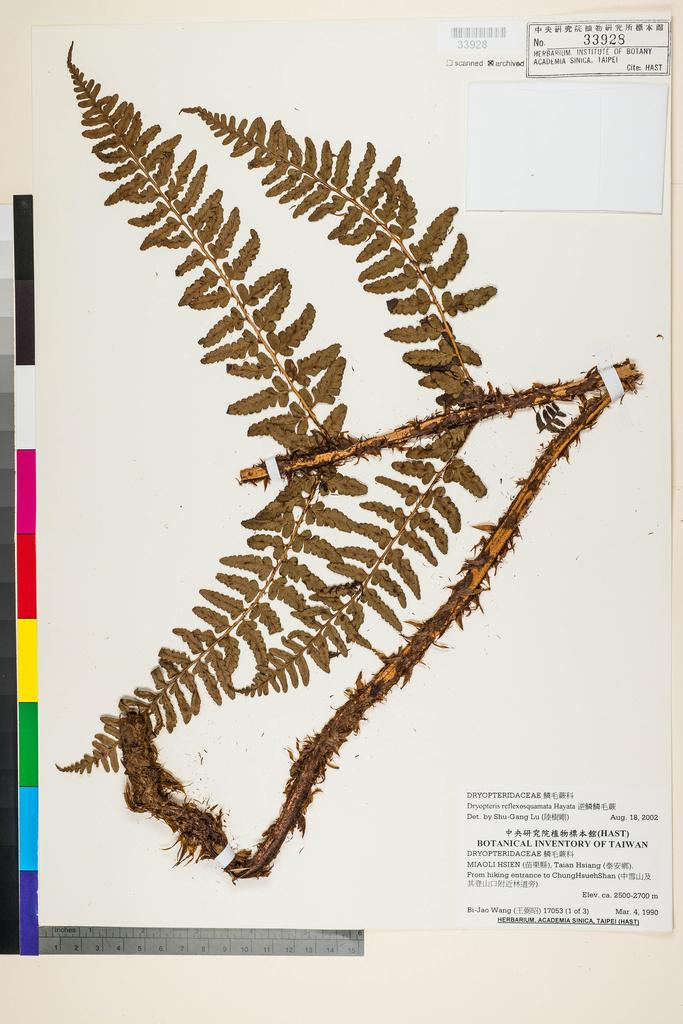 <Unit #91726 Wang, Bi-Jao | 王弼昭 | 17053::(1 of 3) | Dryopteris reflexosquamata Hayata>