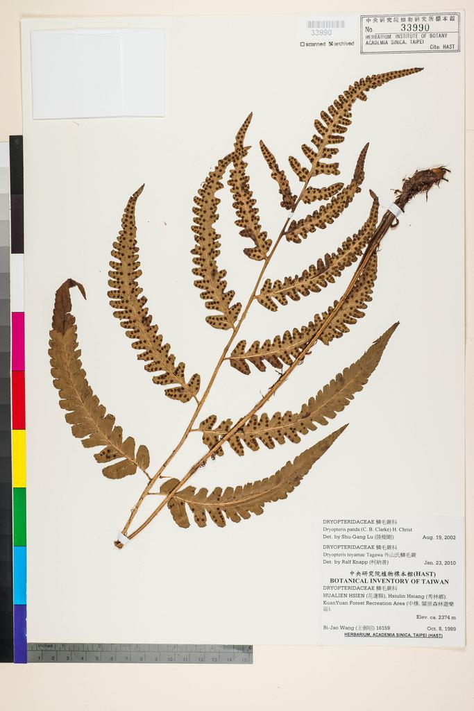 <Unit #92265 Wang, Bi-Jao | 王弼昭 | 16159:: | Dryopteris panda (C. B. Clarke) H. Christ>