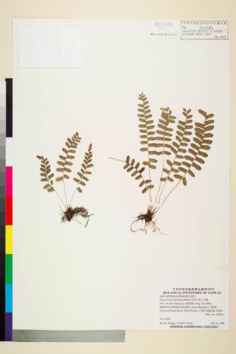 Polystichum deltodon (Baker) Diels