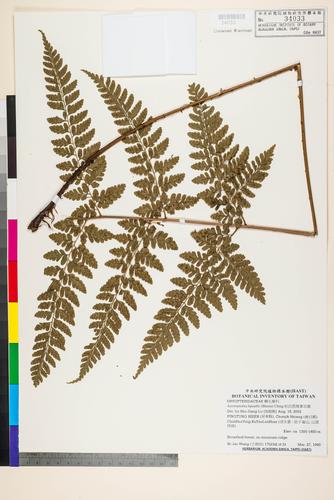 Acrorumohra hasseltii (Blume) Ching