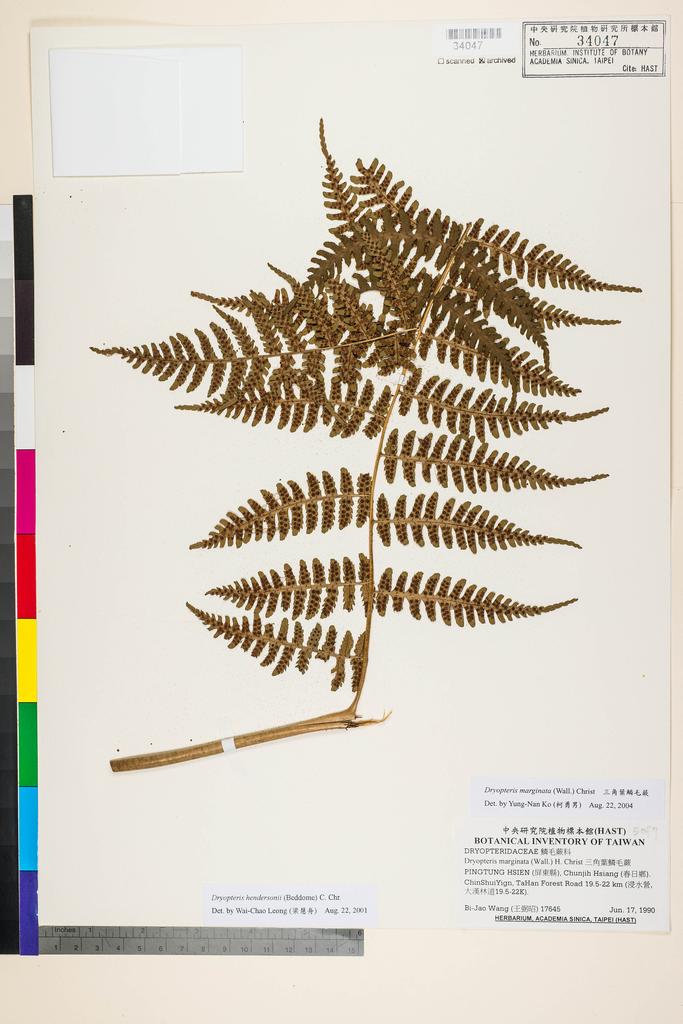 <Unit #91552 Wang, Bi-Jao | 王弼昭 | 17645:: | Dryopteris hendersonii (Bedd.) C. Chr.>