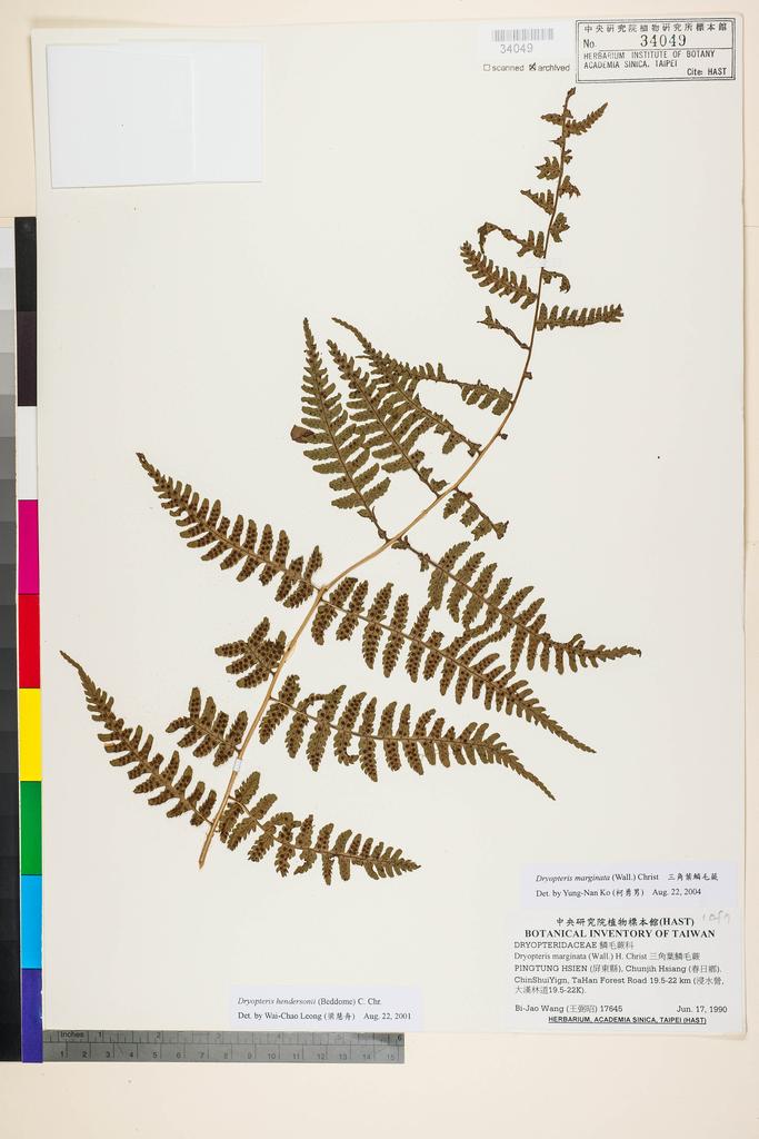 <Unit #91549 Wang, Bi-Jao | 王弼昭 | 17645:: | Dryopteris hendersonii (Bedd.) C. Chr.>