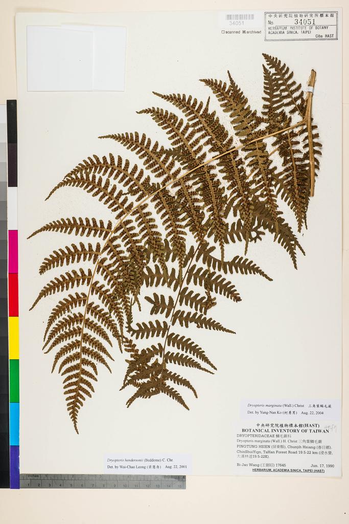 <Unit #91553 Wang, Bi-Jao | 王弼昭 | 17645:: | Dryopteris hendersonii (Bedd.) C. Chr.>