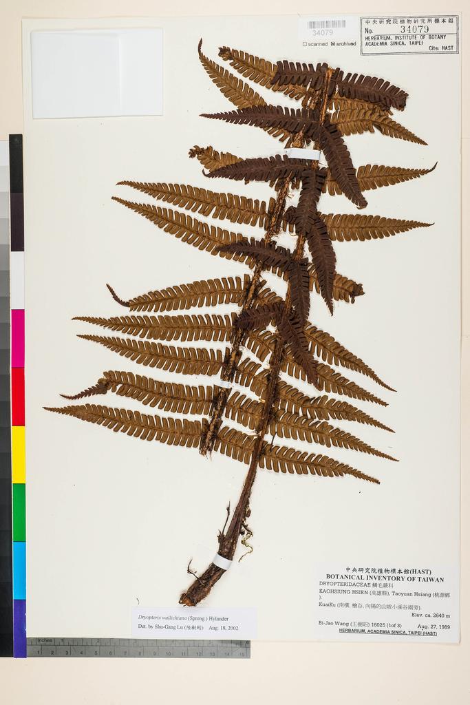 <Unit #92411 Wang, Bi-Jao | 王弼昭 | 16025::(1of 3) | Dryopteris wallichiana (Spreng.) Alston & Bonner>