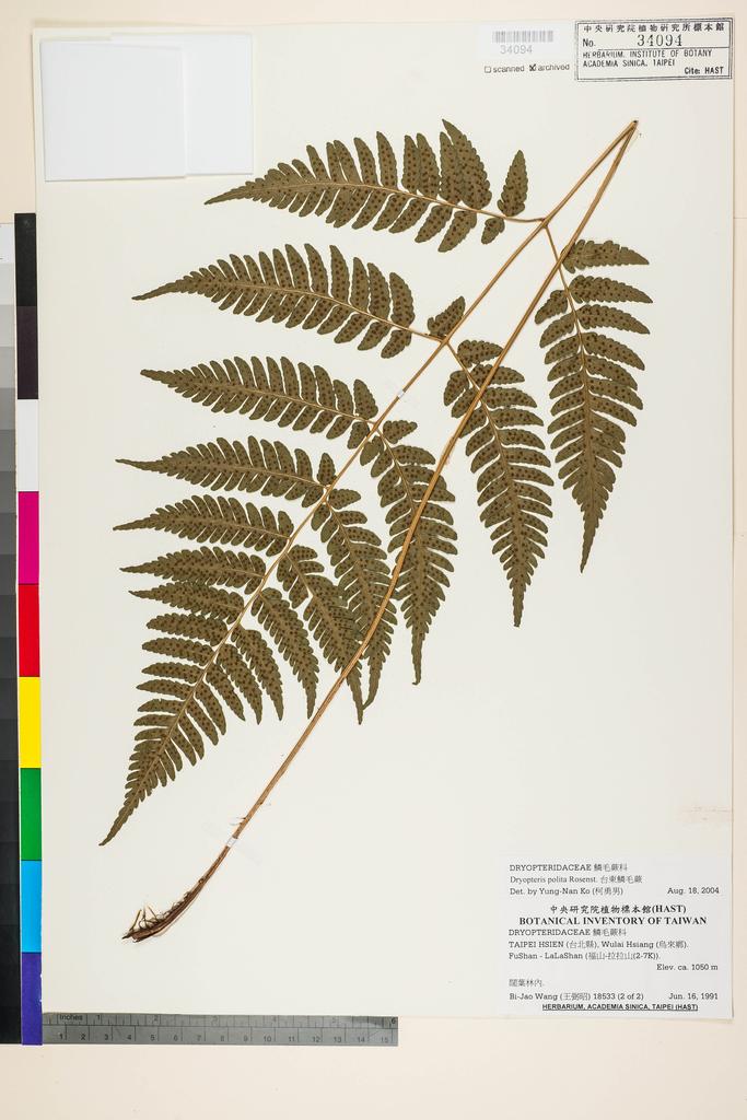 <Unit #91653 Wang, Bi-Jao | 王弼昭 | 18533::(1 of 2) | Dryopteris polita Rosenst.>