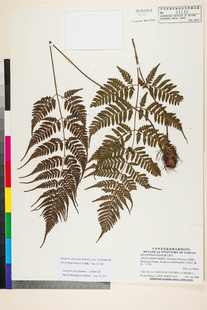 <Unit #92044 Wang, Bi-Jao | 王弼昭 | 18003::1 of 2 | Dryopteris subexaltata (H. Christ) C. Chr.>
