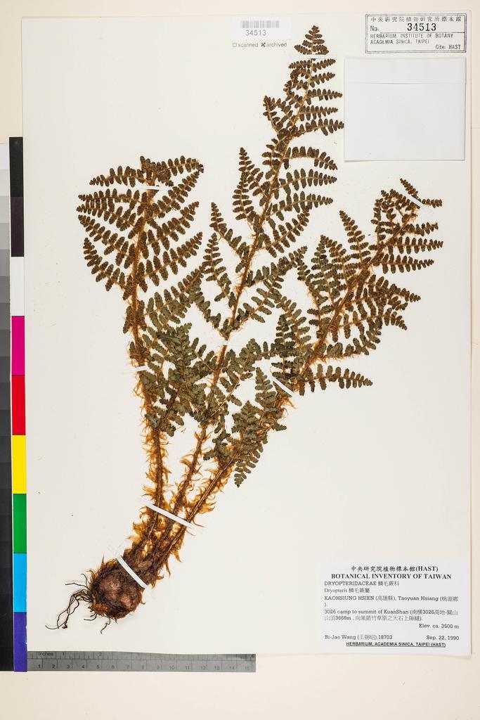 <Unit #91079 Wang, Bi-Jao | 王弼昭 | 18703:: | Dryopteris barbigera (Hook.) Kuntze>