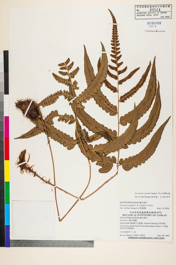 <Unit #92266 Wang, Bi-Jao | 王弼昭 | 18732:: | Dryopteris panda (C. B. Clarke) H. Christ>