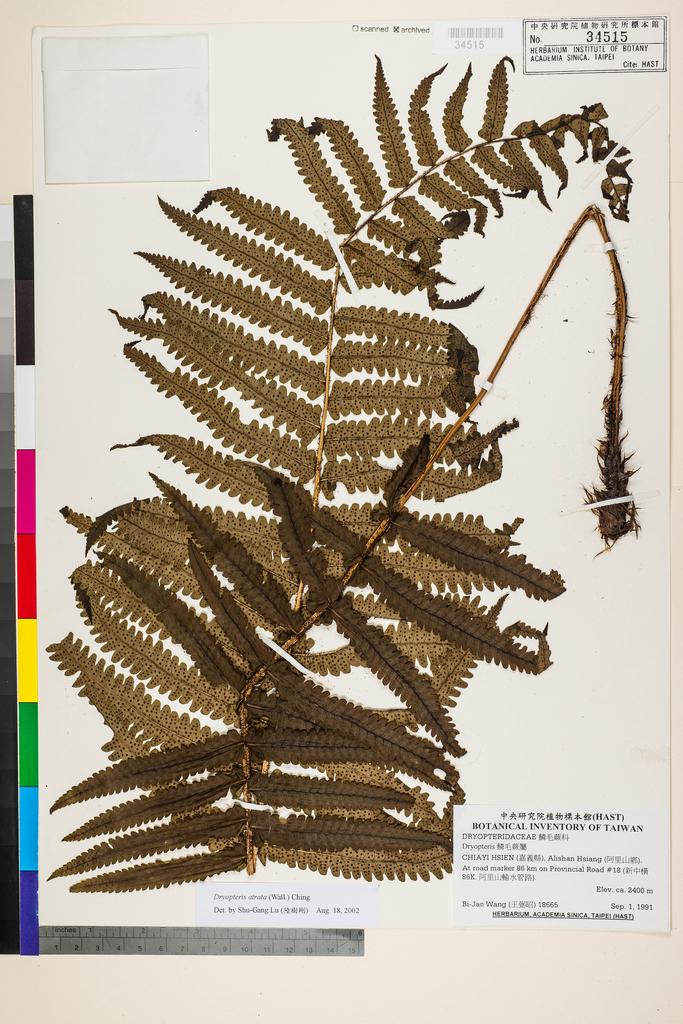 <Unit #91035 Wang, Bi-Jao | 王弼昭 | 18665:: | Dryopteris atrata (Wall. ex Kunze) Ching>