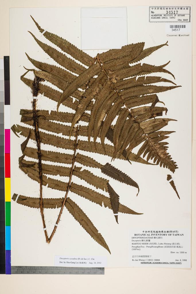 <Unit #91162 Wang, Bi-Jao | 王弼昭 | 18868:: | Dryopteris cycadina (Fr. & Sav.) C. Chr.>