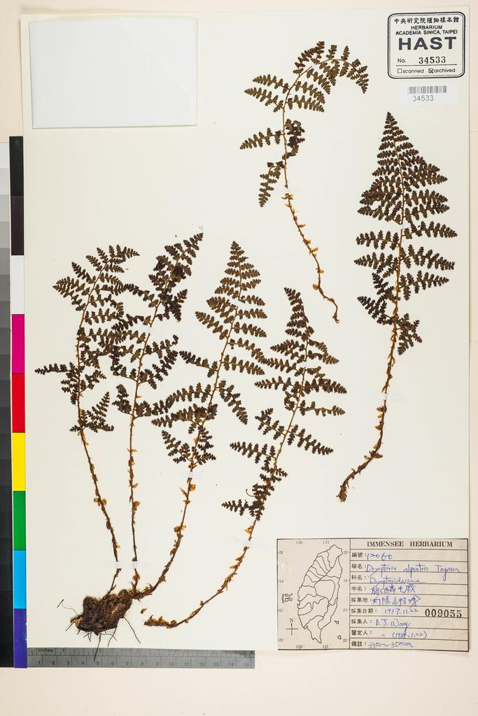 <Unit #90955 Wang, Bi-Jao | 王弼昭 | 12060:: | Dryopteris alpestris Tagawa>