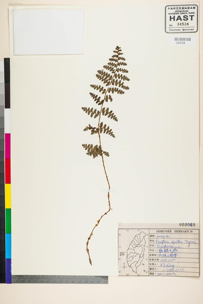 <Unit #90954 Wang, Bi-Jao | 王弼昭 | 12062:: | Dryopteris alpestris Tagawa>