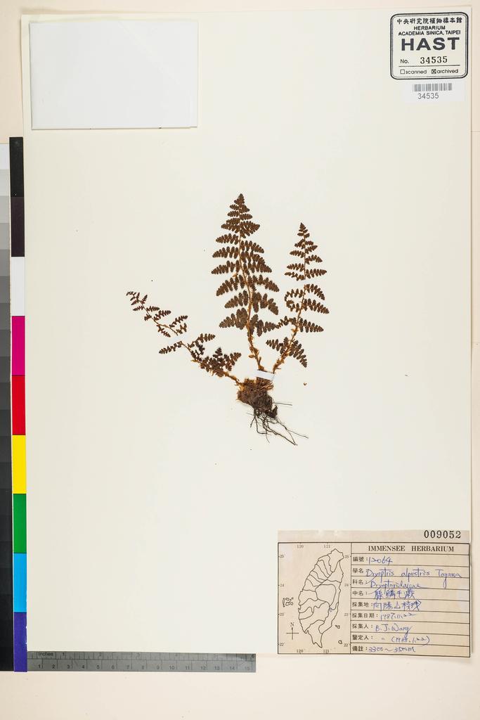 <Unit #90953 Wang, Bi-Jao | 王弼昭 | 12064:: | Dryopteris alpestris Tagawa>