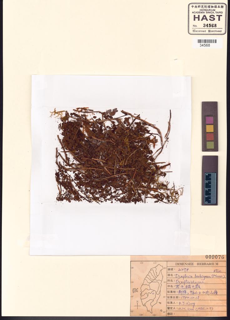 <Unit #91083 Wang, Bi-Jao | 王弼昭 | 2298:: | Dryopteris barbigera (Hook.) Kuntze>