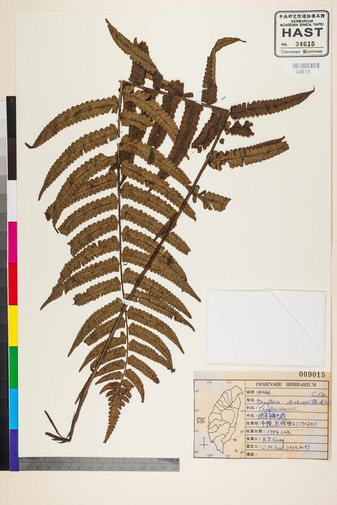 <Unit #91193 Wang, Bi-Jao | 王弼昭 | :: | Dryopteris dickinsii (Franch. et Sav.) C. Chr.>