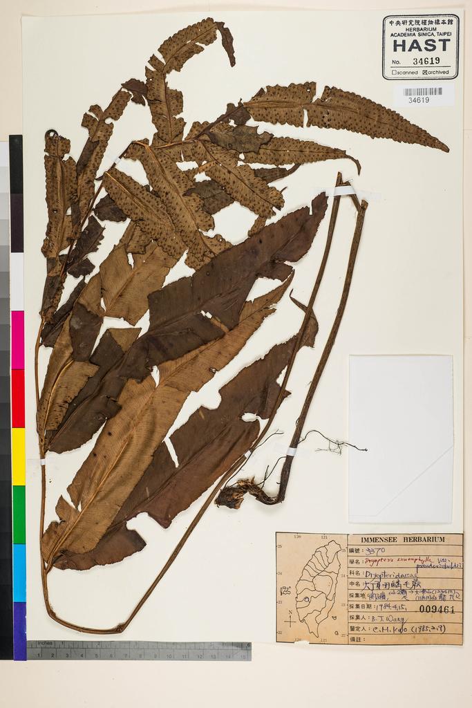 <Unit #38544 Wang, Bi-Jao | 王弼昭 | 3370:: | Dryopteris enneaphylla (Baker) C. Chr. var. pseudosieboldii (Hayata) Tagawa & K. Iwats.>