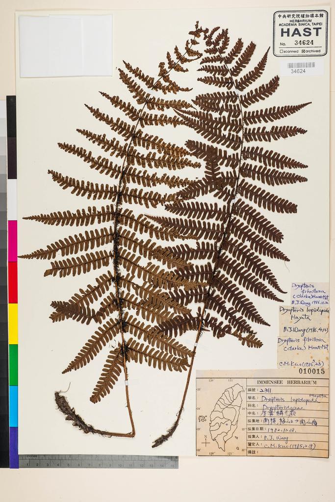 <Unit #91236 Wang, Bi-Jao | 王弼昭 | 2311:: | Dryopteris lepidopoda Hayata>