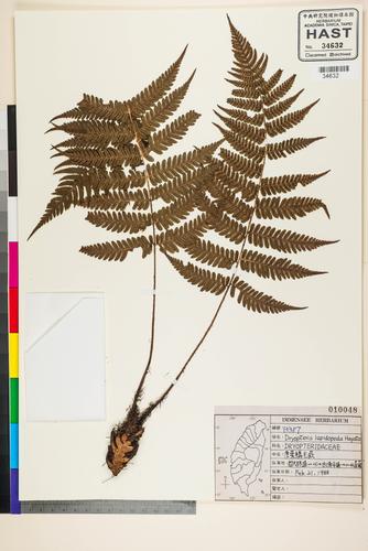 Dryopteris lepidopoda Hayata