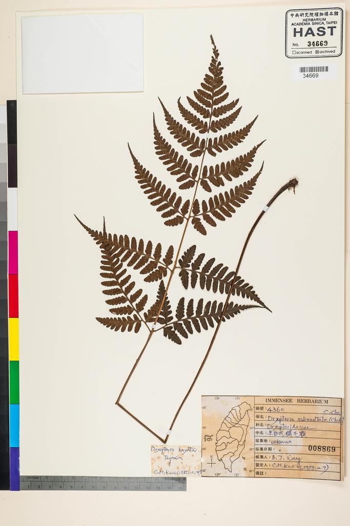 <Unit #38054 Wang, Bi-Jao | 王弼昭 | 4360:: | Dryopteris hayatae Tagawa>