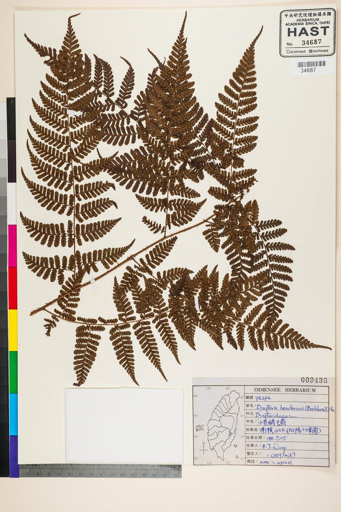 <Unit #91336 Wang, Bi-Jao | 王弼昭 | 14212:: | Dryopteris hendersonii (Bedd.) C. Chr.>