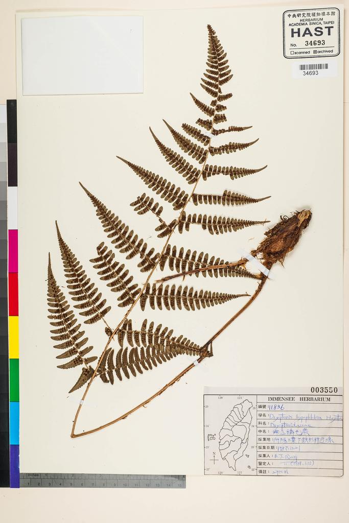 <Unit #91447 Wang, Bi-Jao | 王弼昭 | 11836:: | Dryopteris fructuosa (H. Christ) C. Chr.>