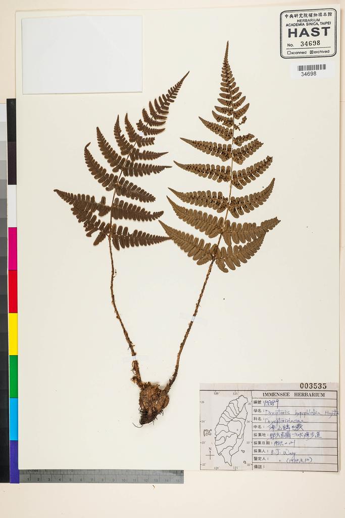<Unit #91445 Wang, Bi-Jao | 王弼昭 | 13389:: | Dryopteris fructuosa (H. Christ) C. Chr.>