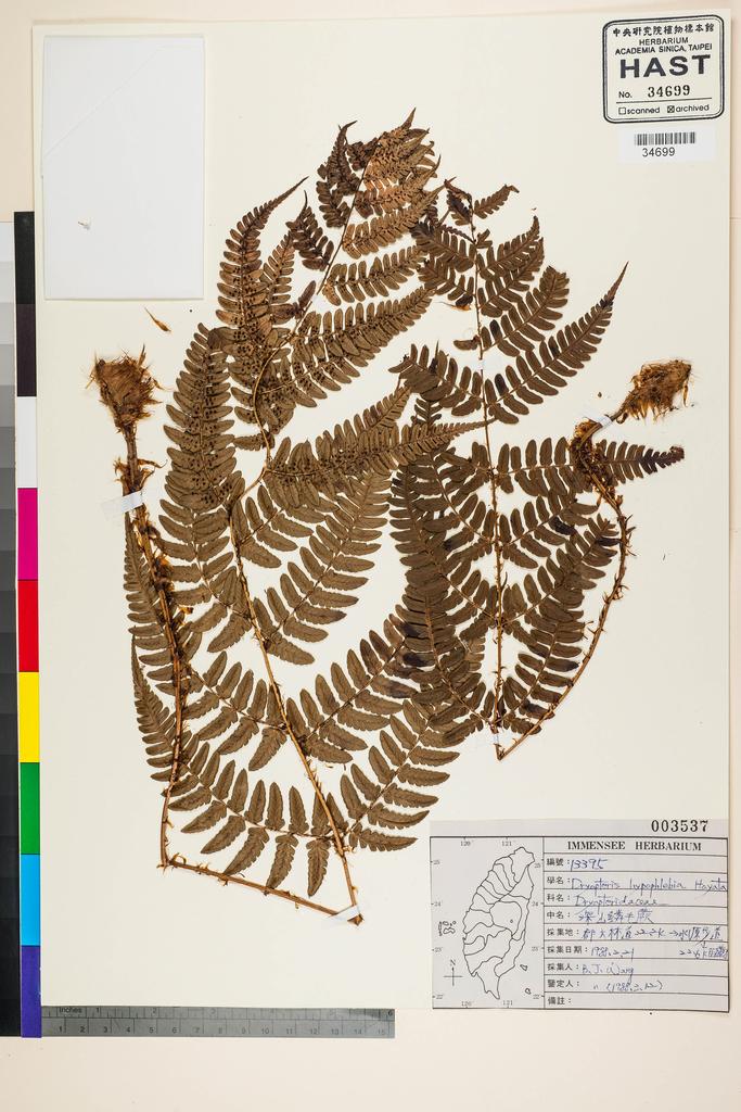 <Unit #91444 Wang, Bi-Jao | 王弼昭 | 13395:: | Dryopteris fructuosa (H. Christ) C. Chr.>