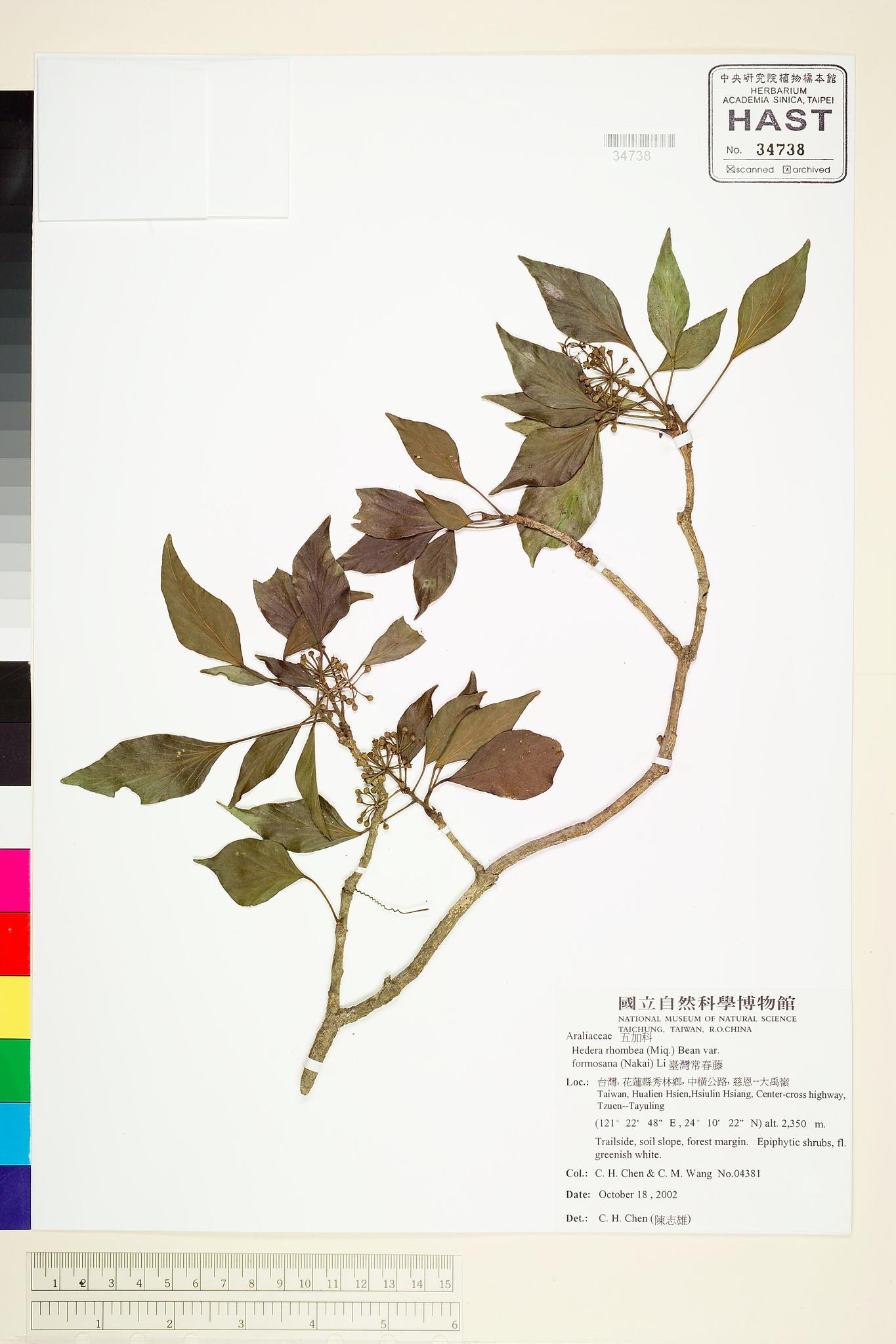 Sample image for viewer