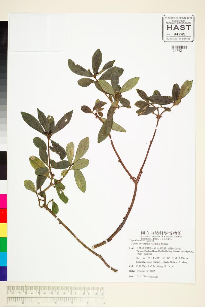 <Unit #67642 Chen, Chih-Hsiung | 陳志雄 | 4380:: | Daphne arisanensis Hayata>