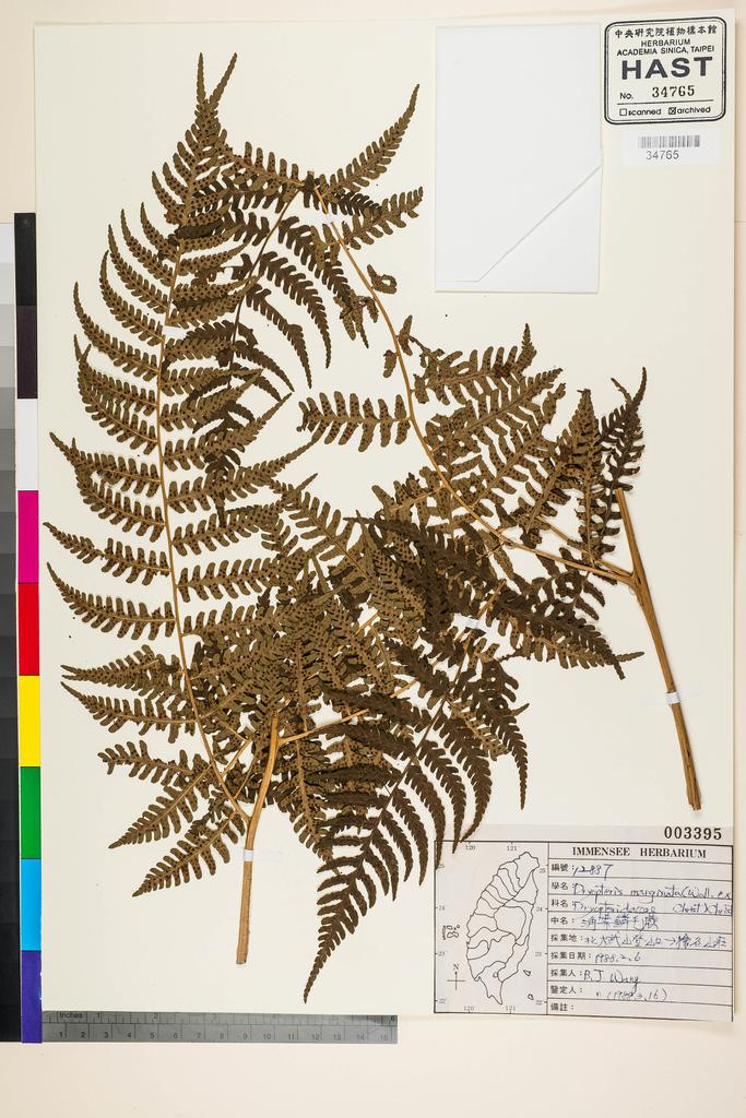 <Unit #91580 Wang, Bi-Jao | 王弼昭 | 12887:: | Dryopteris marginata (Wall.) H. Christ>