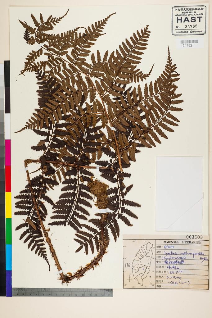 <Unit #91732 Wang, Bi-Jao | 王弼昭 | 8303:: | Dryopteris reflexosquamata Hayata>