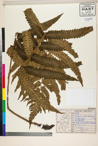 Dryopteris scottii (Bedd.) Ching