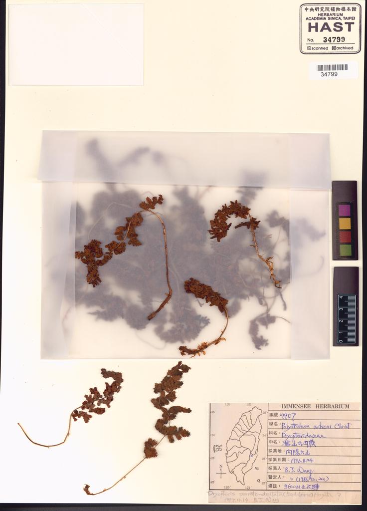 <Unit #91825 Wang, Bi-Jao | 王弼昭 | 9907:: | Dryopteris serratodentata (Bedd.) Hayata>