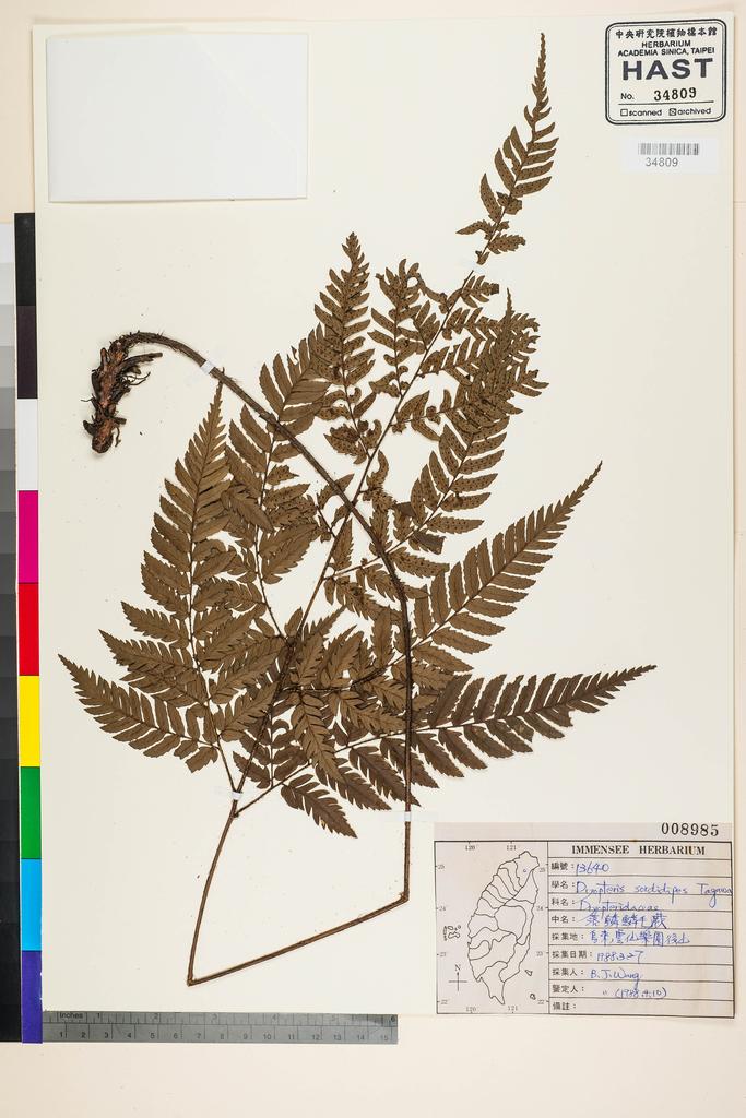 <Unit #91867 Wang, Bi-Jao | 王弼昭 | 13640:: | Dryopteris sordidipes Tagawa>