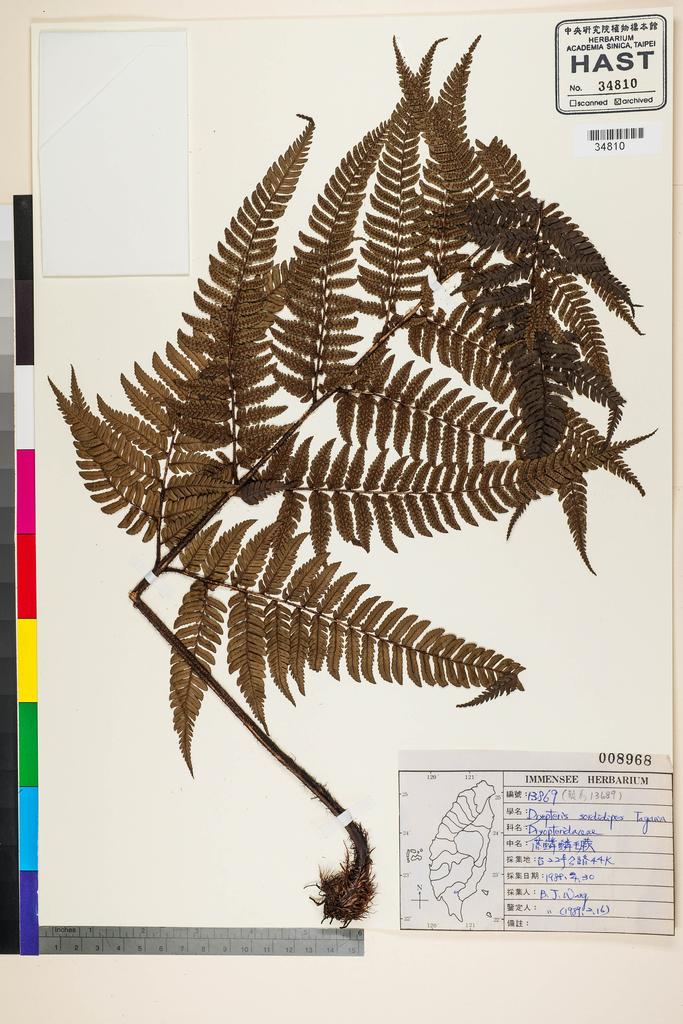 <Unit #91869 Wang, Bi-Jao | 王弼昭 | 13689:: | Dryopteris sordidipes Tagawa>
