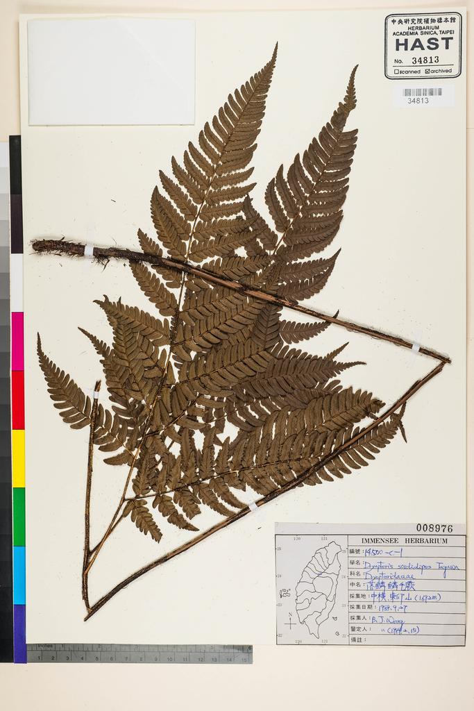 <Unit #91863 Wang, Bi-Jao | 王弼昭 | 14500-C::-1 | Dryopteris sordidipes Tagawa>