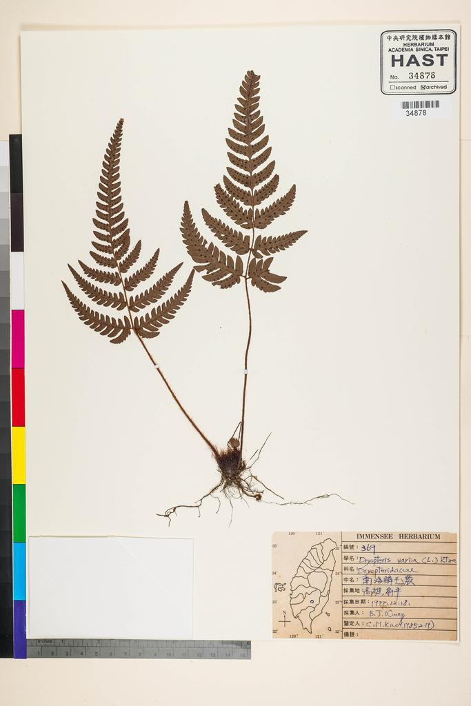 <Unit #937 Wang, Bi-Jao | 王弼昭 | 369:: | Dryopteris varia (L.) Kuntze>