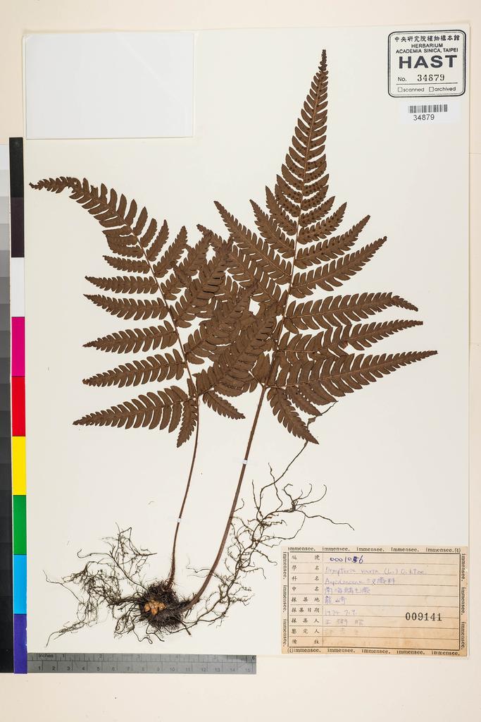 <Unit #34463 Wang, Bi-Jao | 王弼昭 | 106:: | Dryopteris varia (L.) Kuntze>