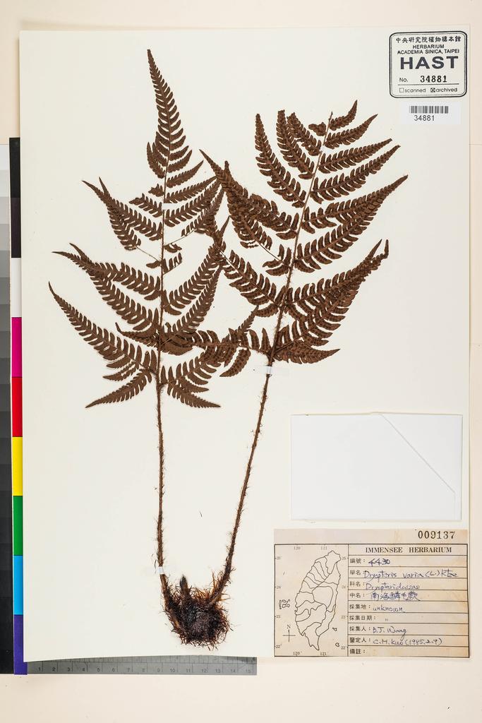 <Unit #92269 Wang, Bi-Jao | 王弼昭 | 4430:: | Dryopteris varia (L.) Kuntze>